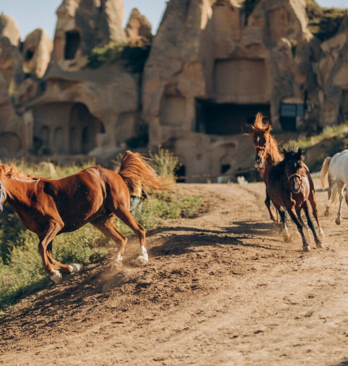 running horses concept in Cappadocia